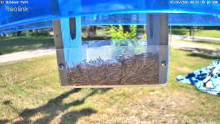 2026 Mealworm Feeder