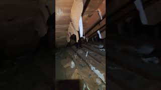 Hidden find in this attic