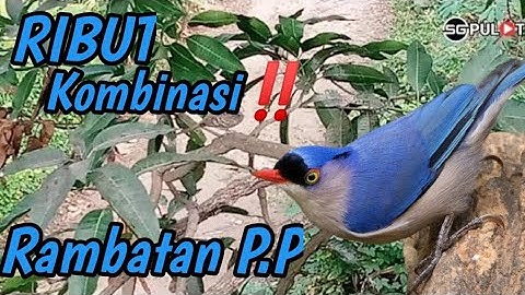 Memang Jos Lur,Suara Pikat Burung Rambatan Ribut Kombinasi