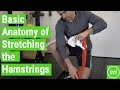 Basic Anatomy of Stretching the Hamstrings | Ep 102 | Movement Fix Monday | Dr. Ryan DeBell