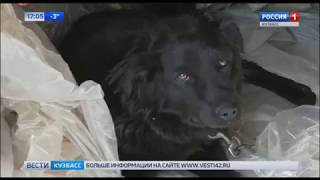 Кемеровские Грабители Жестоко Избили Сторожевых Собак