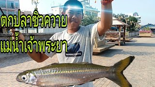 Street Fishing ep 16 ตกปลาซิวควายแม่น้ำเจ้าพระยา