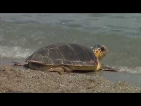 Освобождение черепахи Логгерхед (Caretta caretta), по имени Анастасия, в Средиземное море.