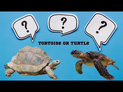 Turtle vs Tortoise ! What is the difference? Did you know!