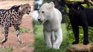 King Cheetah, Singa Putih, Harimau Hitam, dan Keunikan Kucing Besar Lainnya