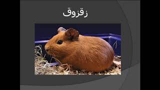 حيوانات تبدأ بحرف الزين