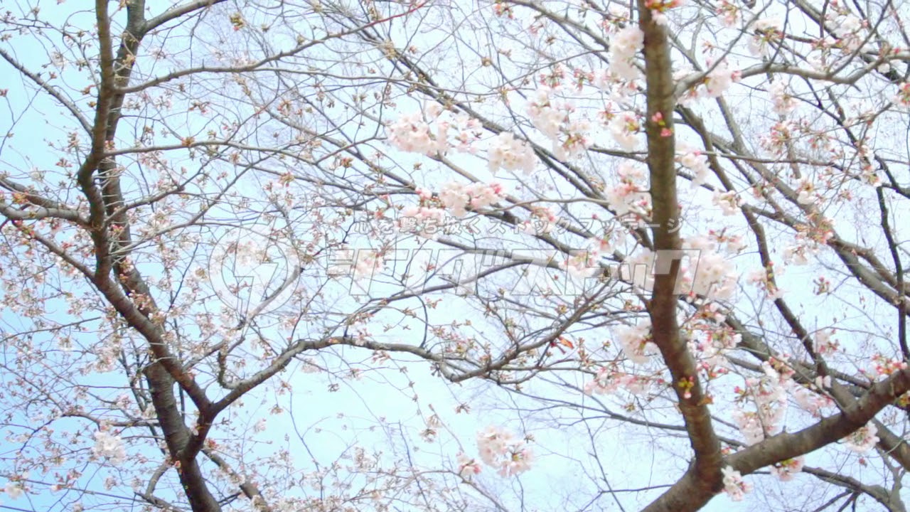 花が咲き始めた桜の木をスローモーションで撮影した映像(東京都) - YouTube