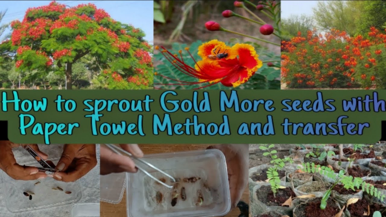 How to Sprout, transplant Royal Poinciana Seeds from the Paper Towel Method Gardening and Junk