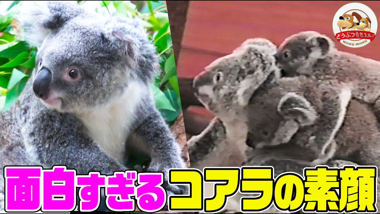 コアラの鳴き声はまるで恐竜！赤ちゃんの顔は真っ黒！面白くて可愛らしいコアラの素顔を埼玉県こども動物自然公園の飼育員さんが撮影【どうぶつ奇想天外／WAKUWAKU】