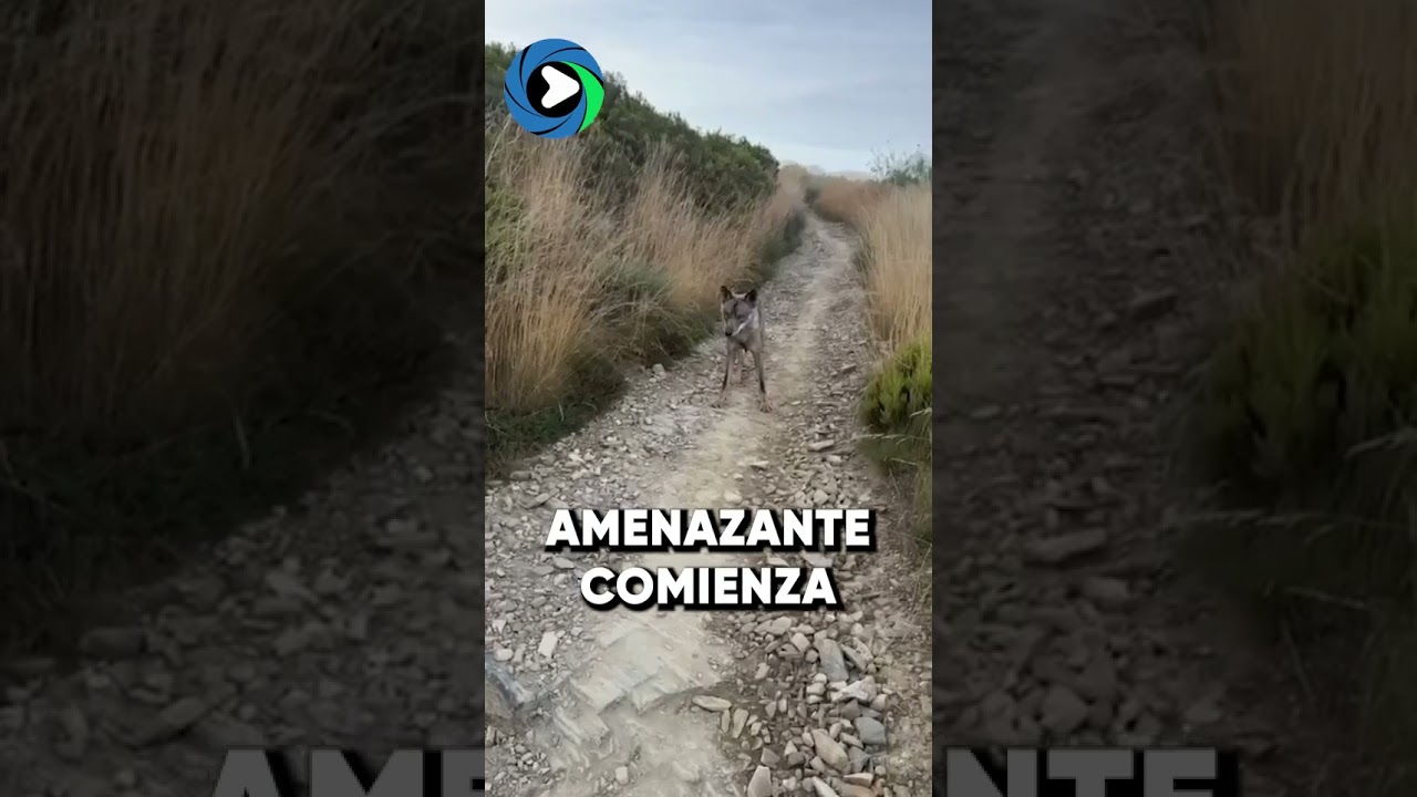 EL ATERRADOR MOMENTO EN EL QUE UN LOBO ACECHA A DOS PEREGRINOS DEL CAMINO DE SANTIAGO EN LEÓN