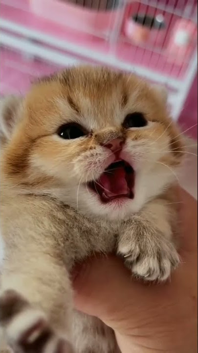 Suara Anak Kucing Marah marah