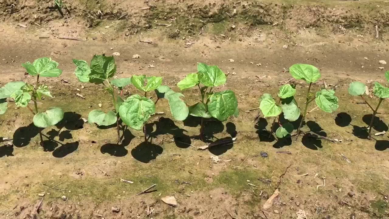 PhytoGen cottonseed seed treatment YouTube