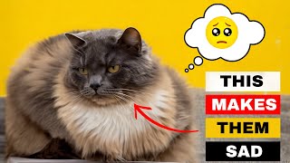 This is why your Indoor Cat is NOT happy! 💔 | CatNip