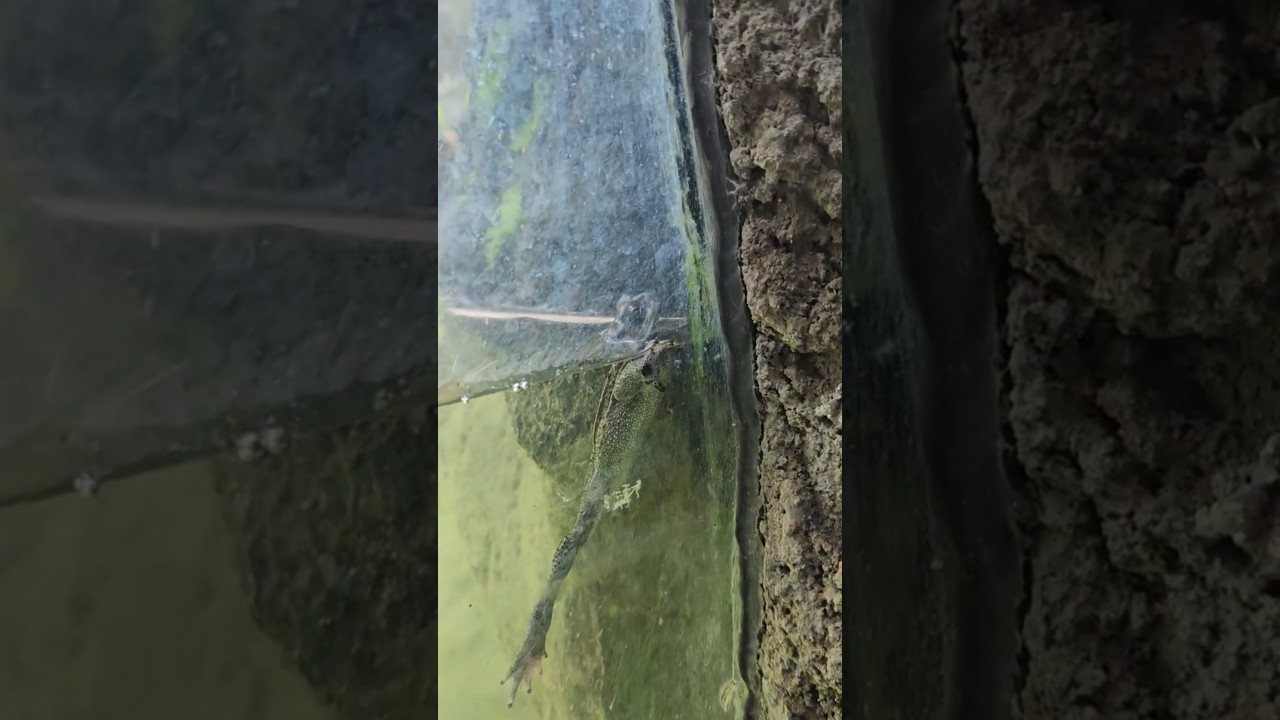 Frog in Bali Safari and Marine Park 