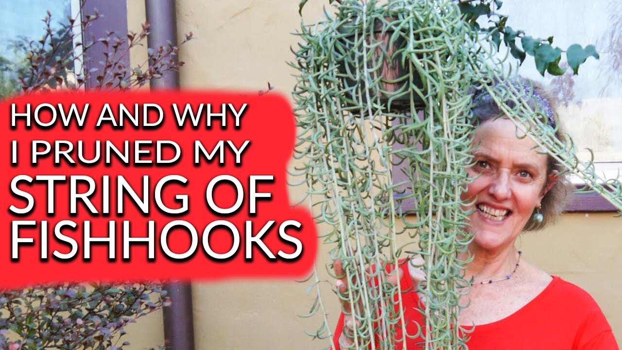 How & Why I Pruned My Trailing Fishhooks Senecio / Joy Us Garden