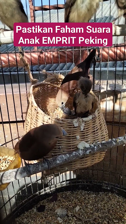 Suara Anakan Emprit Peking #ternakburung #emprit #empritpeking