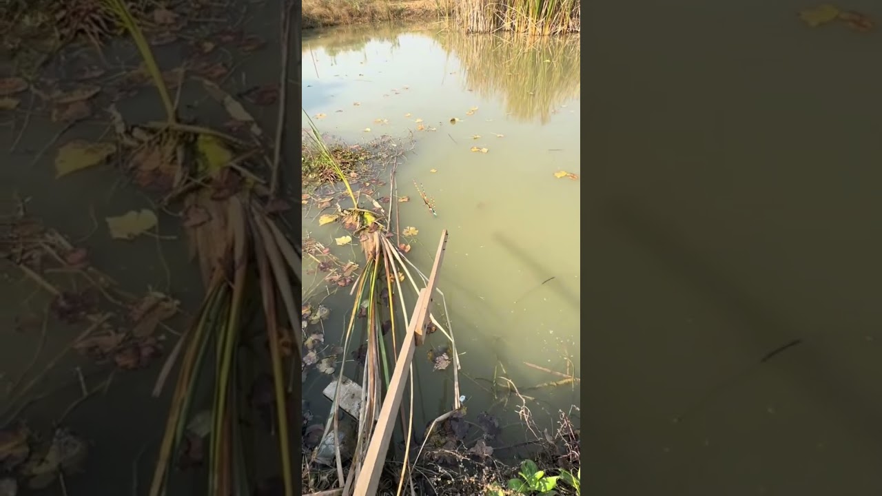 Girl Lucy Baby Cute Catching Fish 