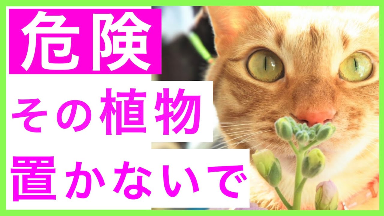 危険 猫を飼ってるお家に置いてはいけない観葉植物 Youtube