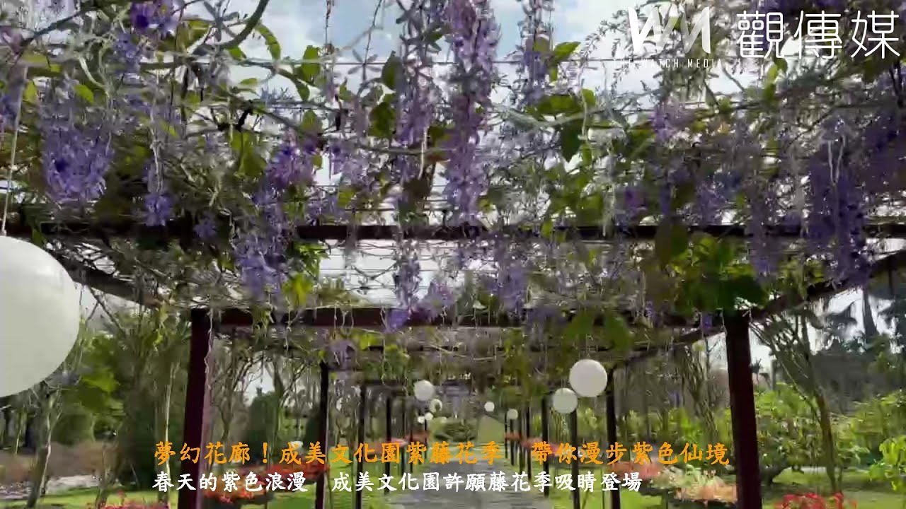 夢幻花廊！成美文化園紫藤花季帶你漫步紫色仙境- YouTube