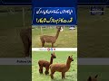 Surprising Fact: The Alpaca Is a Close Relative of Camels, Llamas, and Vicuñas