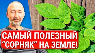 Самая полезная еда под ногами. Пища древних Славян и Серафима Саровского! Да ещё растворяет тромбы!