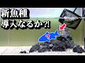 新魚種導入??結果こうなりました。