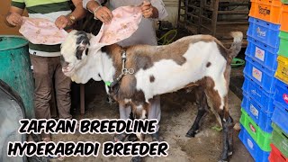 zafran breedline hyderabadi breeder bakra for sale in Hyderabad | hyderabadi bakriya available