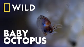 A Baby Octopus Hatches | Secrets Of The Octopus | National Geographic WILD UK