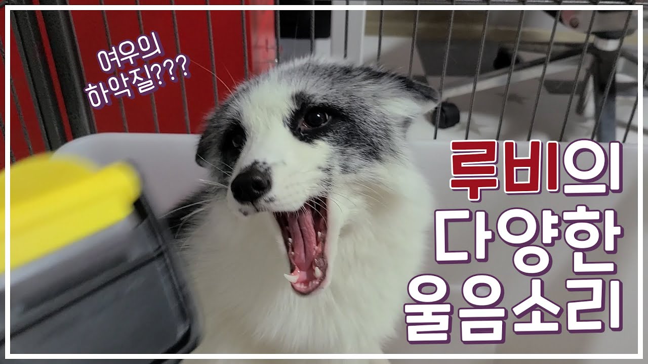 🦊여우의 다양한 울음소리/What does the fox say?ㅣ여우 루비 