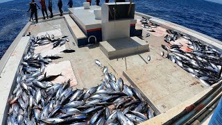 Skipjack tuna maldives This is the easiest way to catch Skipjack tuna … #youtube #youtubeshorts