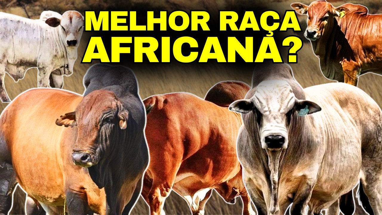 A raça Boran VAI DAR CERTO no Brasil? Descubra tudo sobre o melhor gado africano!