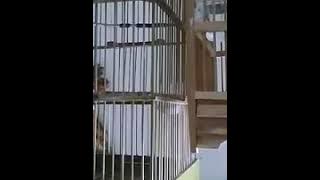 Suara burung prenjak lumut vs kolibri gacor