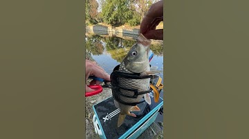 Kìm kẹp câu cá thông minh, đa dụng #fishing #shorts #fishingtips