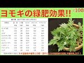 【#100】ヨモギの活用！「緑肥」になる！どのくらいの肥料分が入っているのか！？