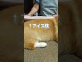 アイス枕の使い方が、なんか金持ちみたいになってたコーギー #Shorts #YouTubeShorts