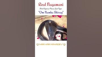 Real Nagamani Don
