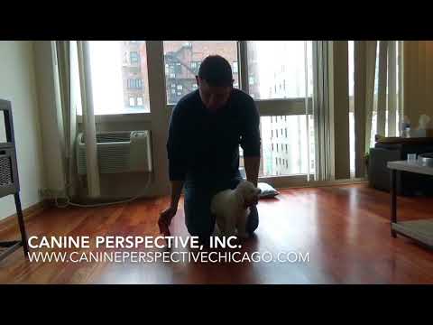 how-to-correct-puppy-biting-using-positive-reinforcement-approved-“pet-corrector”