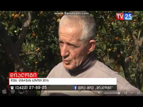 თემურ კურცხალიძე