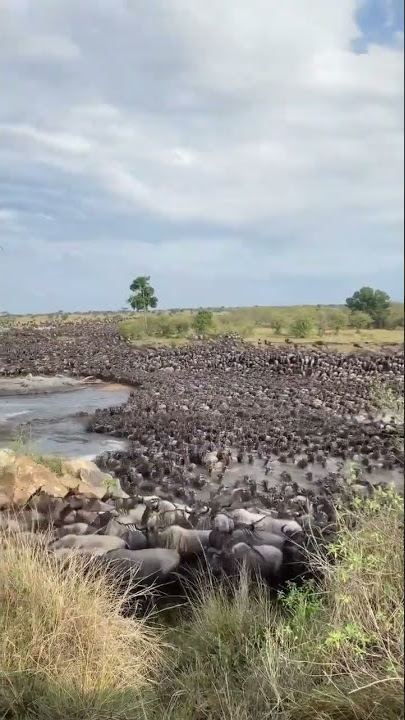 The Wildebeest Migration crossing the Mara River, Serengeti National Park, Tanzania