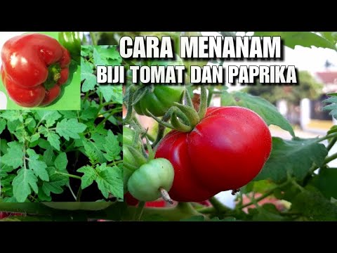 Video: Menanam Dan Menanam Bibit Tomat Dan Paprika