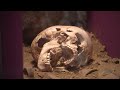 Archologie  dcouverte exceptionnelle dune une grotte  la rochefoucauldenangoumois en charente