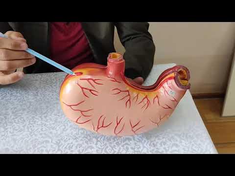 Yo‘lda yuk mashinalarini to‘xtatayotgan fohishalar videosi.