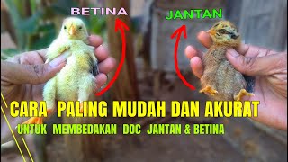 Cara paling mudah Membedakan jantan dan betina pada doc ayam kampung