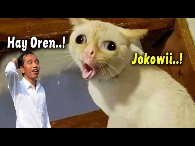 LUCU VIRAL..! Kucing Bisa Ngomong Jokowi & Agus Bikin Ngakak ~ Video Kucing Lucu Terbaru 2023 class=