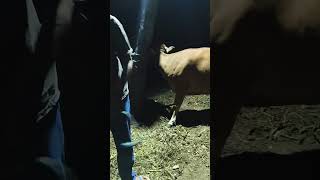 A tense rescue mission as a cow struggles to escape the deadly grip of a giant python.