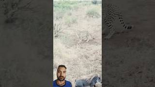 Baby Warthog Decides to Bully 3 Cheetahs #shorts #warthogs #cheetahs #animals #fight 😮