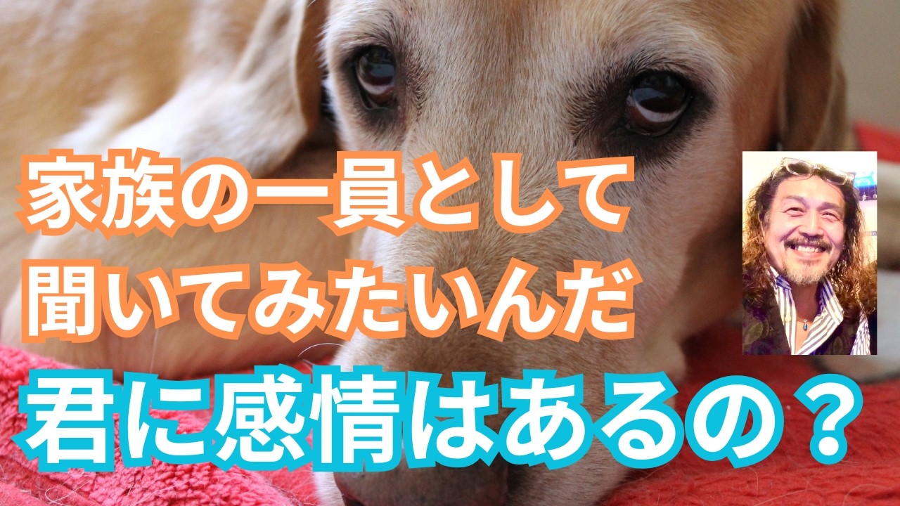 【日曜企画・犬猫の不思議】犬は家族の一員。今だからこそ知りたい！犬には感情があるのか？