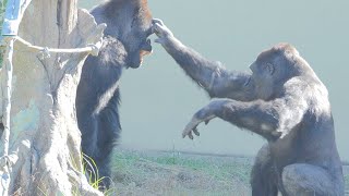 Silverback trying to surprise his son and being calmly tweaked.｜Shabani Group