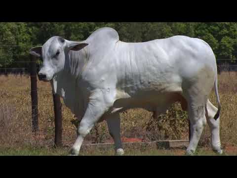 LOTE 03 | 41º MEGA LEILÃO ANUAL CARPA - TOUROS