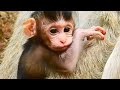 What a gallant looking baby monkey!/ 驚き!!凛々しいお顔立ちのお猿さん monpai monyet (adjusted version)